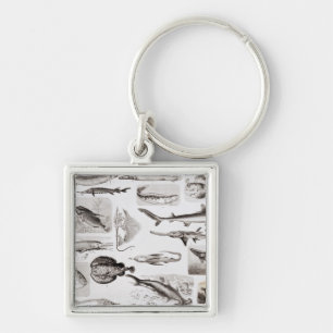 Porte-clés Ichtyologie Elasmobranch, Ganoid