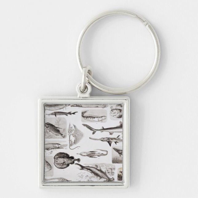 Porte-clés Ichtyologie Elasmobranch, Ganoid (Devant)