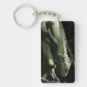 Porte-clés Iguana délicatissima