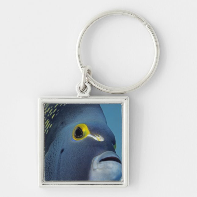 Porte-clés Îles Caïmans, Poisson ange français Pomacanthus (Devant)