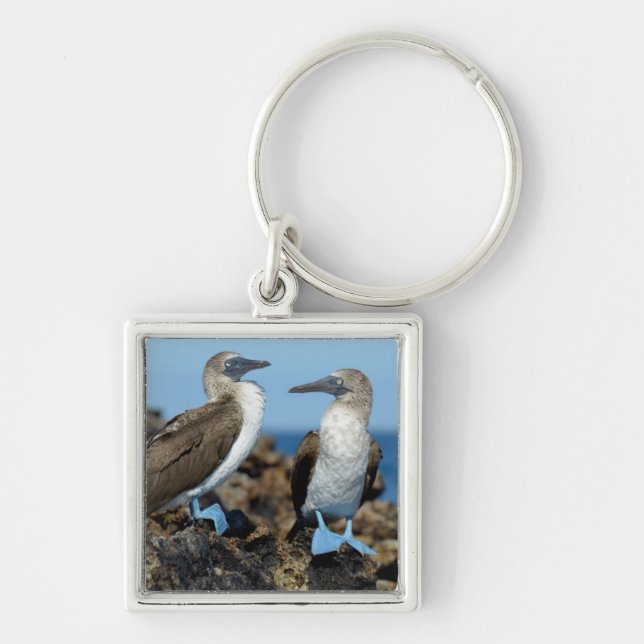 Porte-clés Îles Galapagos, île Isabela (Devant)