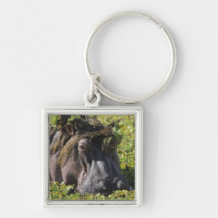 Porte-clés Jacana se tenant sur l'hippopotame (hippopotame