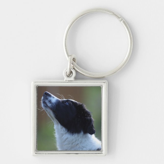 Porte-clés jeune chiot border collie (Devant)