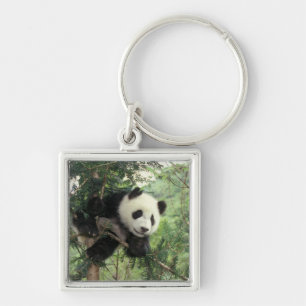 Porte-clés Jeune panda géant grimpe à un arbre, vallée de Wol