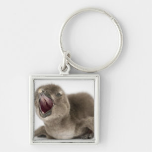 Porte-clés Jeune pingouin africain - Spheniscus demersus.