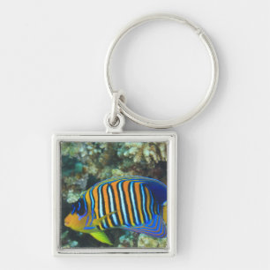 Porte-clés Juvenile Regal Eperviers Pygoplites