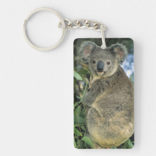 Porte-clés Koala, Phascolarctos cinereus), en voie de dispari