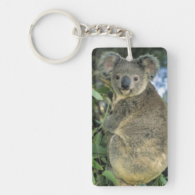 Porte-clés Koala, Phascolarctos cinereus), en voie de dispari (Devant)