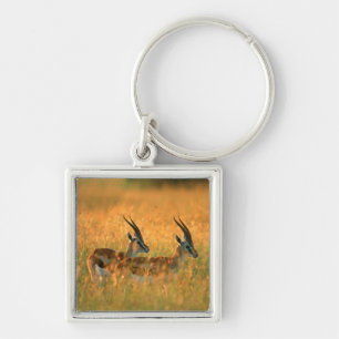 Porte-clés La gazelle de Thomson (Gazella Thomsonii) à l'aube