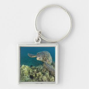 Porte-clés La tortue verte, (Chelonia mydas), est la 2