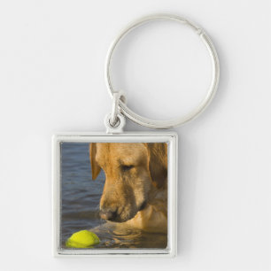 Porte-clés Labrador jaune avec de la balle de tennis dans