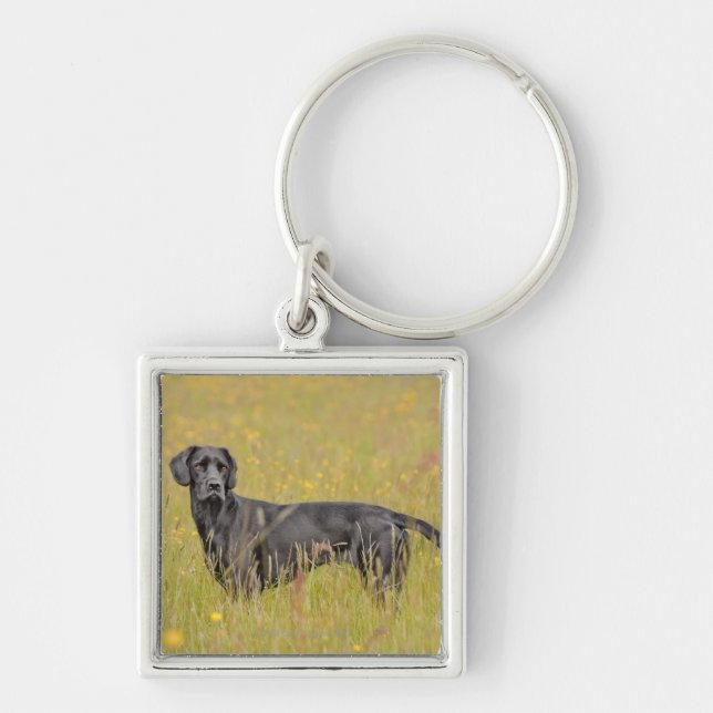 Porte-clés Labrador noir 16 mois 2 (Devant)
