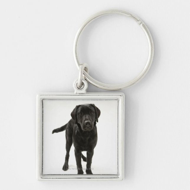 Porte-clés Labrador retriever noir (Devant)
