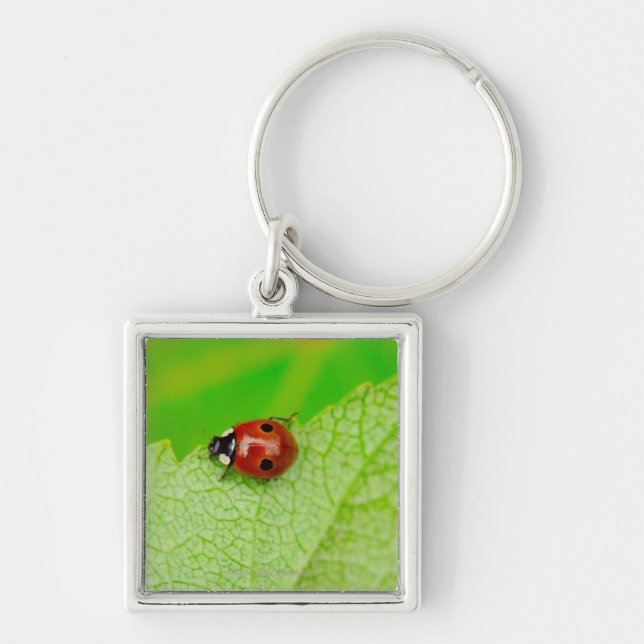 Porte-clés Ladybird marchant à travers une feuille (Devant)