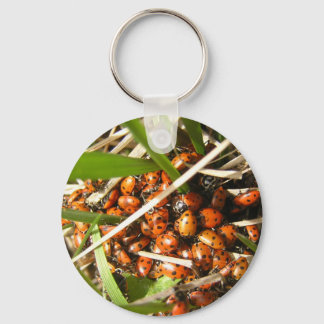 Porte-clés Ladybugs (Coccinellidae)