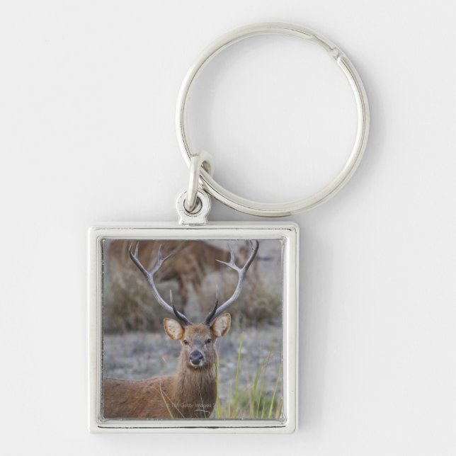 Porte-clés Le Barasingha ou le Barasinga (Rucervus (Devant)
