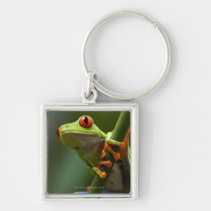 Porte-clés Le Costa Rica, Monteverde, grenouille d'arbre aux