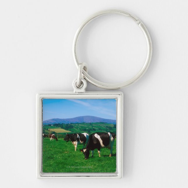 Porte-clés Le frison du Holstein effraye près de Borris, (Devant)