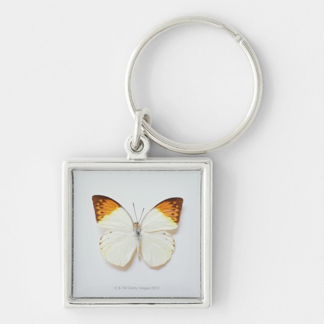 Porte-clés Le papillon avec l'envergure, a trouvé dans les (Devant)