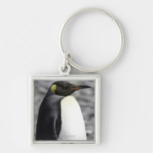 Porte-clés Le Roi pingouin, plaine de Salisbury, la Géorgie