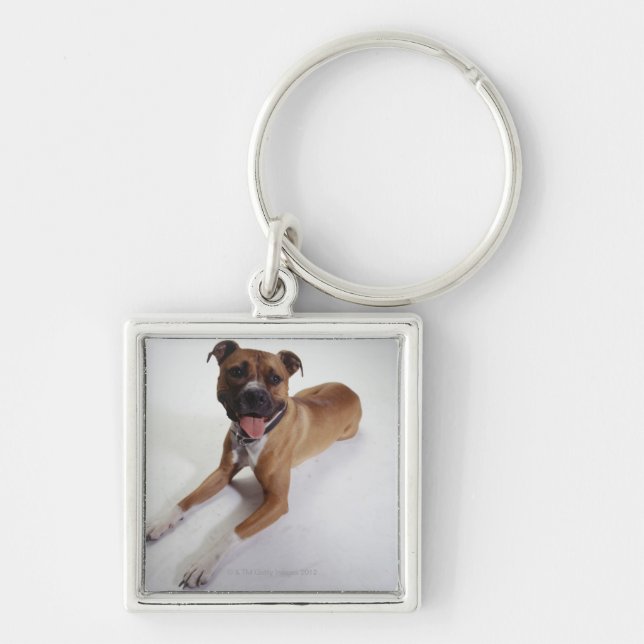 Porte-clés Le Staffordshire Terrier américain se couchant, (Devant)