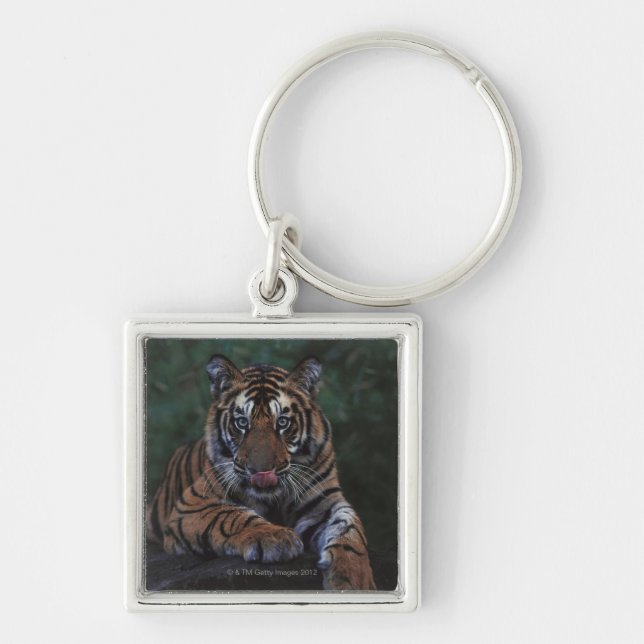 Porte-clés Le tigre CUB repose sur la roche (Devant)