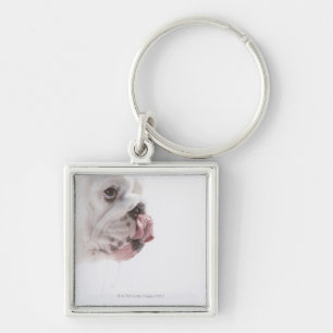 Porte-clés Lèchement de bouledogue