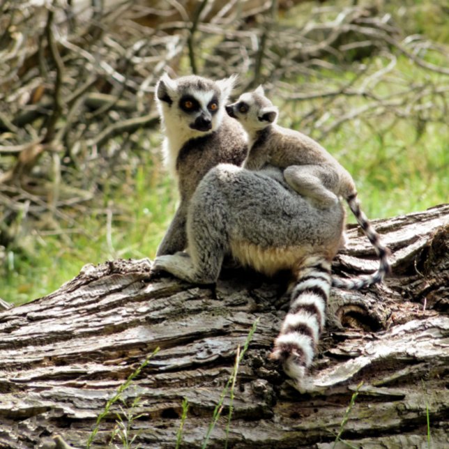 PORTE-CLÉS LEMUR À BORD (Créateur téléchargé)