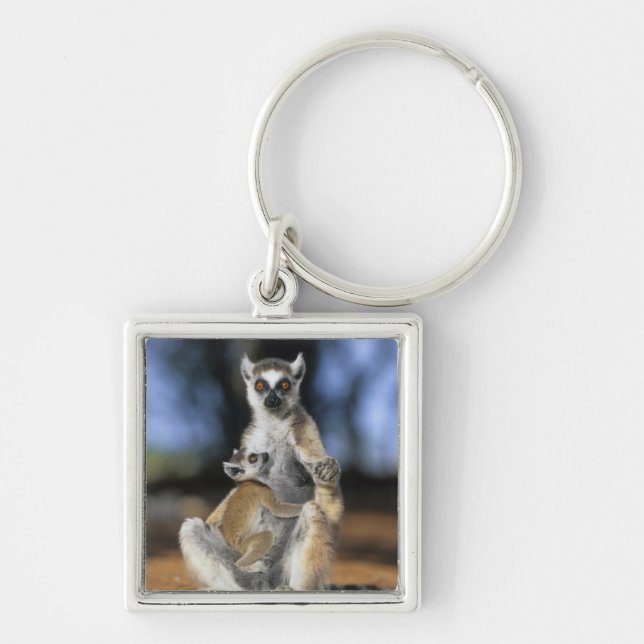 Porte-clés Lémur à queue annelée, (Lemur catta), mère et (Devant)