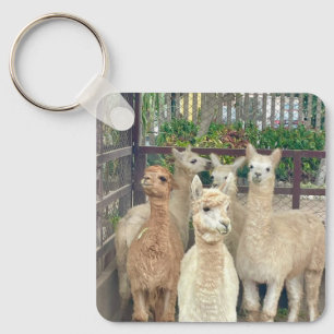 Porte-clés Les lamas viennent du Pérou sur ce porte - clé