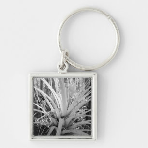Porte-clés Les tillandsias épiphytes sont courants en Floride