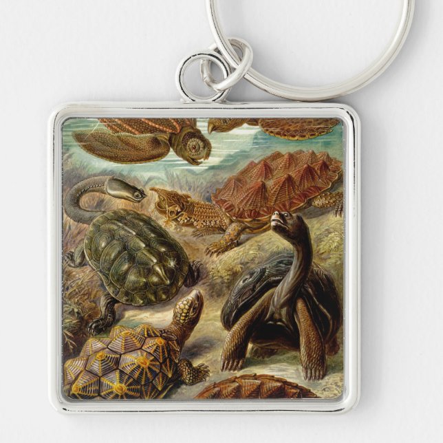 Porte-clés Les tortues Haeckel (Devant)