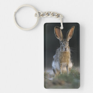 Porte-clés Lièvre à queue noire, Lepus californicus, 2