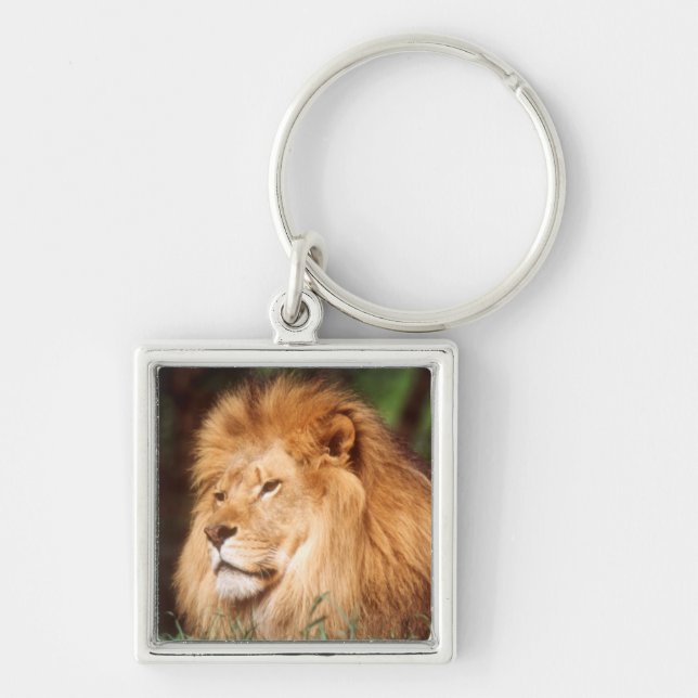 Porte-clés Lion adulte mâle (Devant)
