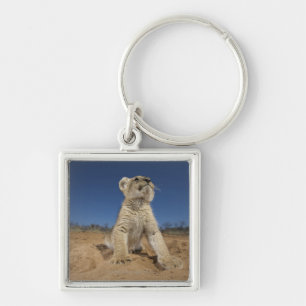 Porte-clés Lion CUB (Panthera Lion) se reposant sur le sable,