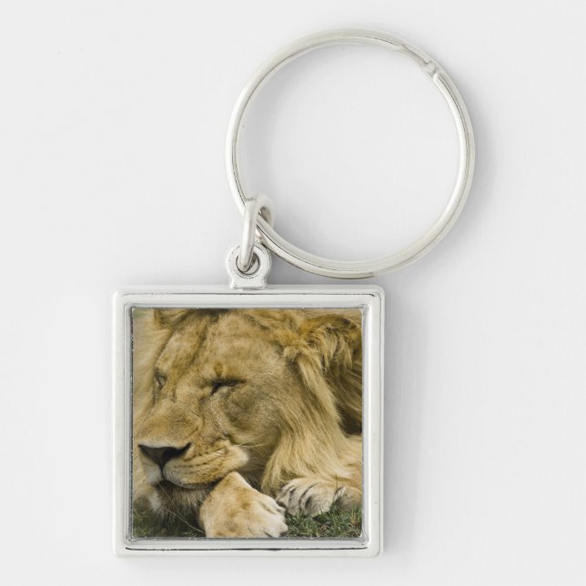 Porte-clés Lion d'Afrique, Panthera leo, couché endormi (Devant)
