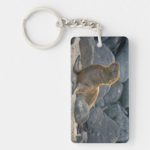 Porte-clés Lion de mer des Galapagos