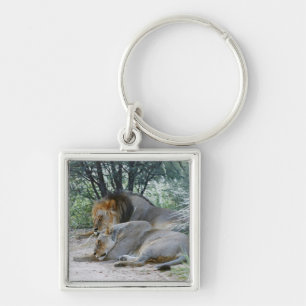 Porte-clés lion de sommeil et lionne masculins, Panthera