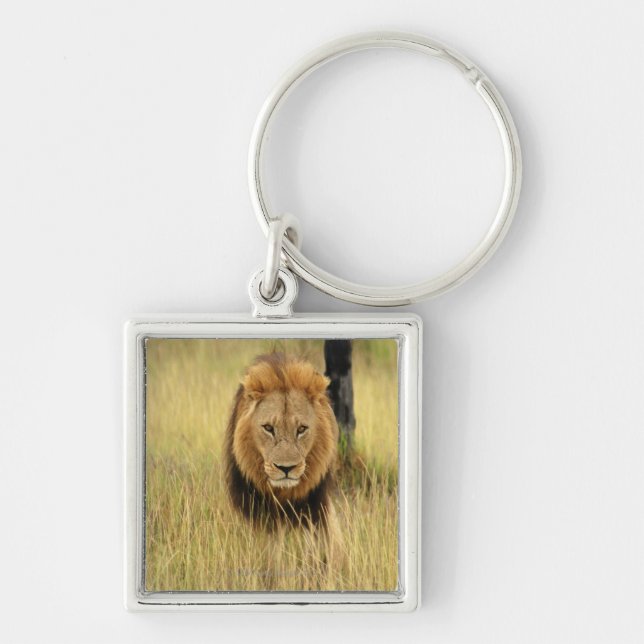 Porte-clés Lion (Panthera Lion) marchant dans une forêt, (Devant)