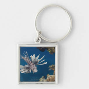 Porte-clés Lionfish (volitans de Pterois) nageant plus de