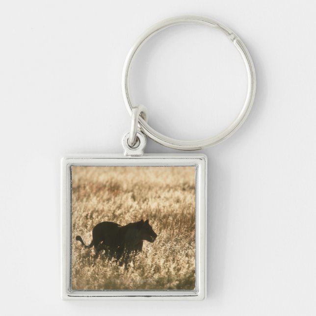 Porte-clés Lionne (Panthera Lion) silhouettée dans la longue (Devant)