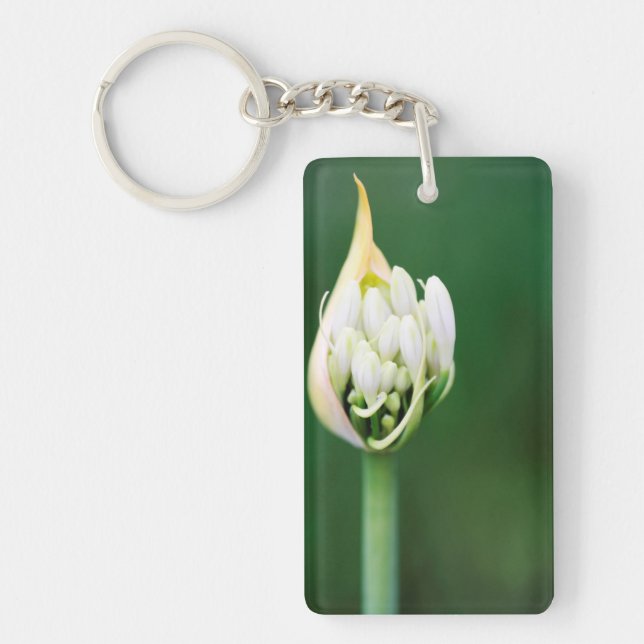 Porte-clés Lis d'Afrique, Agapanthus Praecox, Le Cap (Devant)