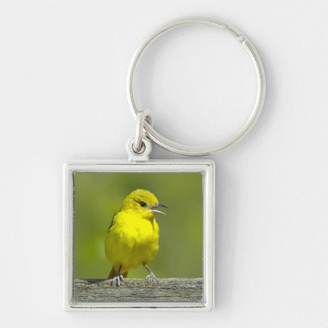 Porte-clés Loriole de verger - Photographie originale (Devant)