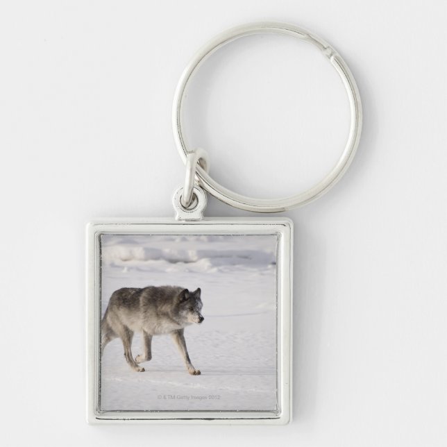 Porte-clés Loup fonctionnant dans la neige (Devant)