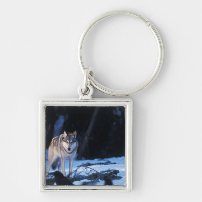 Porte-clés loup gris, Canis lupus, dans les contreforts (Devant)