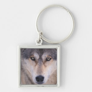 Porte-clés loup gris, Canis lupus, gros plan sur les yeux