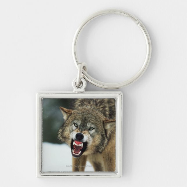 Porte-clés Loup gris de grondement (Devant)
