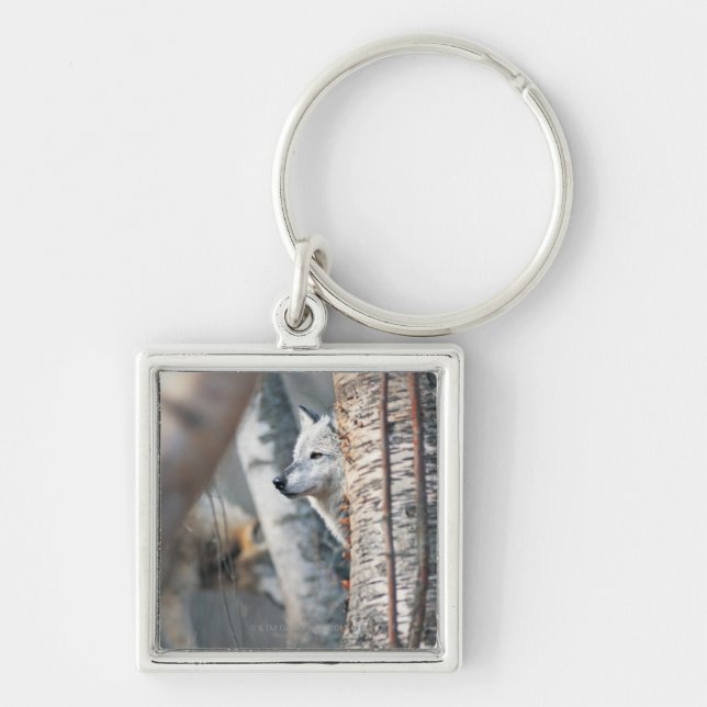 Porte-clés Loup gris derrière l'arbre (Devant)