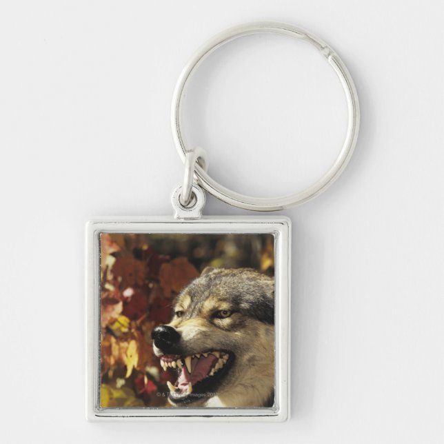 Porte-clés Loup (lupus de Canis) grondant, headshot, avec (Devant)