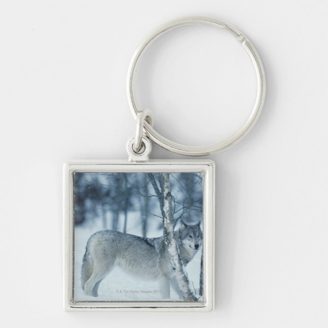 Porte-clés Loup (lupus de Canis) pendant l'hiver (Devant)